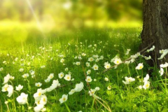 spring-276014_1280-900x300