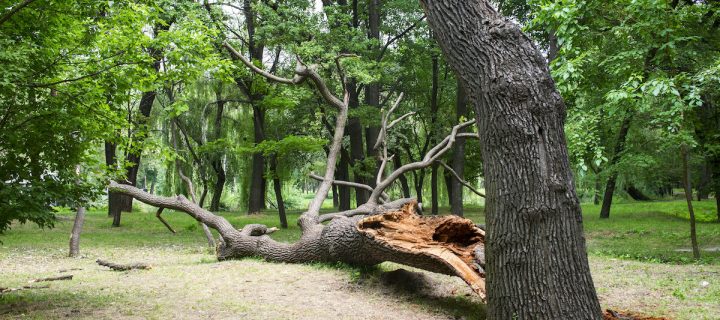 Choosing a Tree Removal in Strathmore