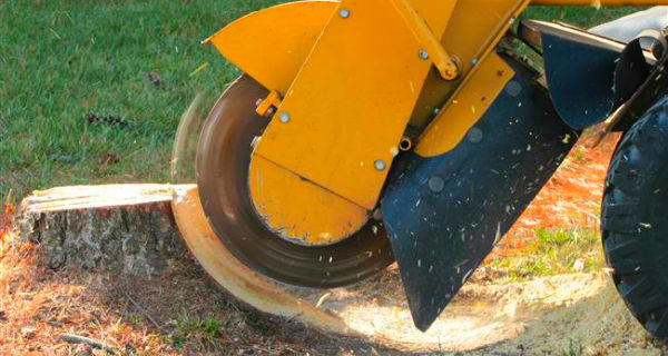 Transform Your Yard: Tree Stump Grinding in Queenscliff