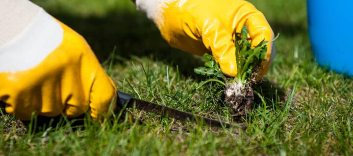 Professional Lawn Mowing Services in Boronia for a Perfect Lawn