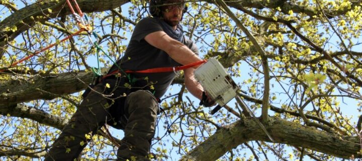 Protect Your Home by Hiring the Best Arborist Melbourne