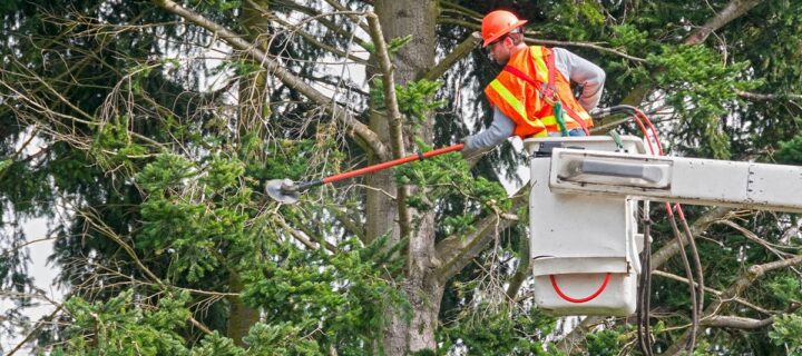 How Tree Trimming Melbourne Improves Tree Longevity And Health