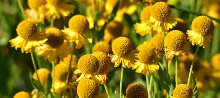Why Native Flowers Are Popular in Melbourne?