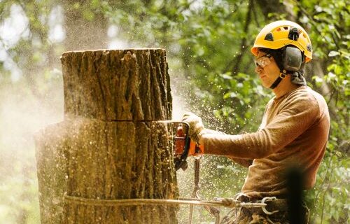 Tree Removal vs. Tree Trimming: What’s Right For Your Property?