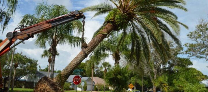 Cost Effective Brisbane Palm Tree Removal Options Today