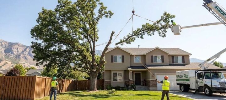 Benefits Of Hiring Tree Removal Specialists In Hampton