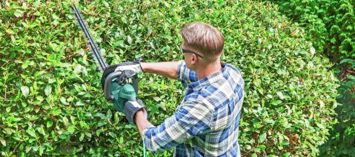 Top Reasons to Book Hedge Reduction in Melbourne This Season