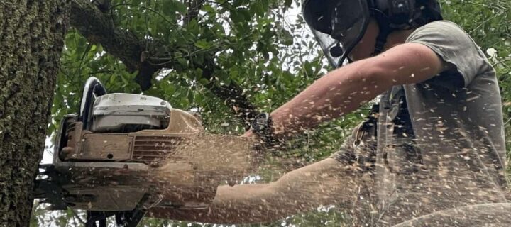 Top Reasons to Hire a Melbourne Tree Company Right Now