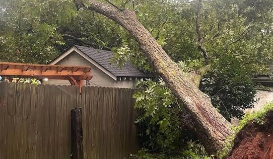What to Expect From an Emergency Tree Removal Service in Melbourne
