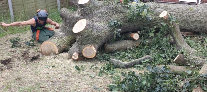 Why Hiring The Right Tree Removal Service In Melbourne Matters