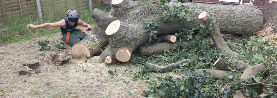 tree removal service Melbourne