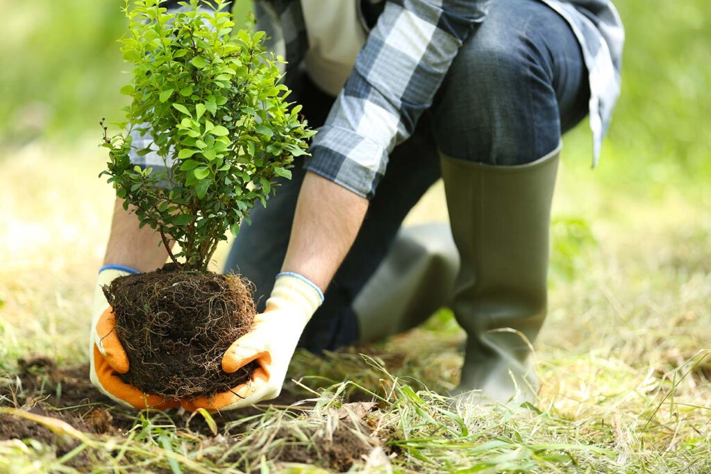 Tree planting services Melbourne